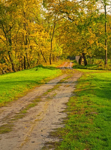 Herbstliche Szene im Wald — Stockfoto