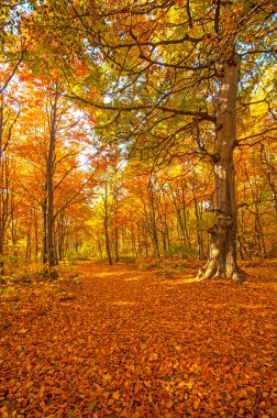 orman sonbahar sahne