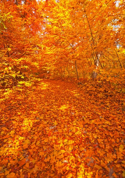 Herfst scène in het bos — Stockfoto