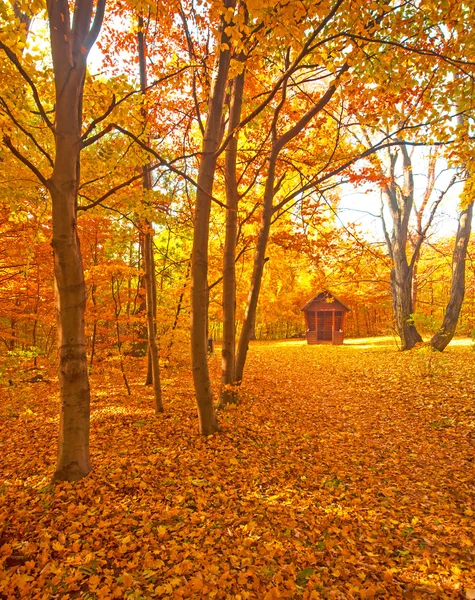 Orman sonbahar sahne — Stok fotoğraf