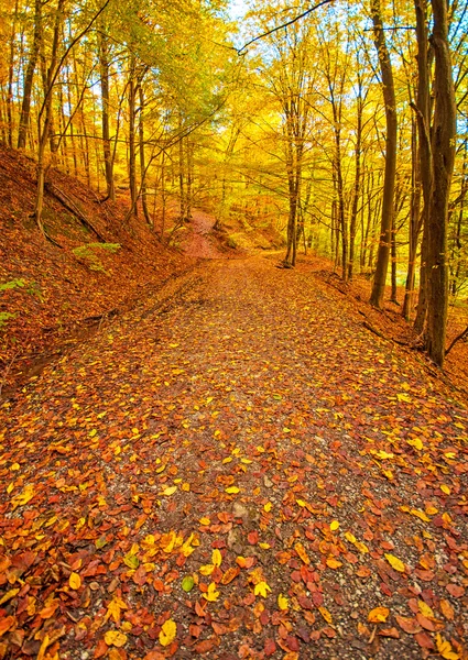 Podzimní scéna v lese — Stock fotografie