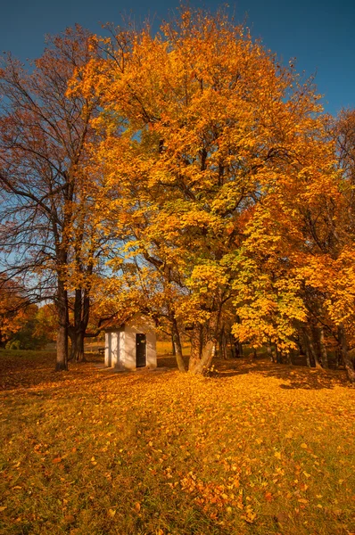 Autumnal scene in the forest — Stock Photo, Image