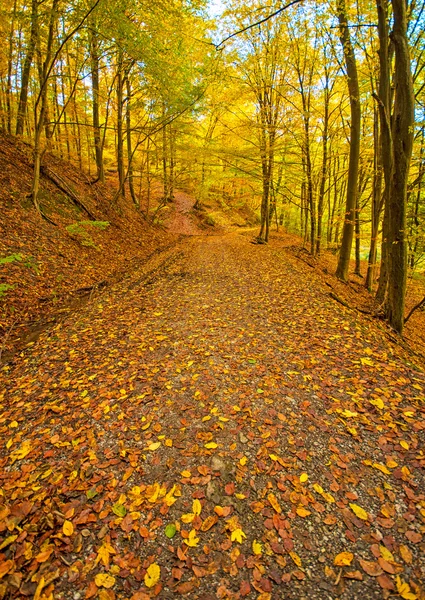 Autumnal scene in the forest — Stock Photo, Image