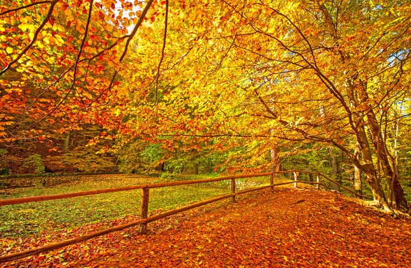 Scène automnale dans la forêt — Photo