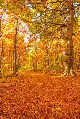 güzel sonbahar sahne