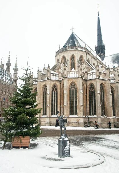 Mangueiras em Lueven no inverno — Fotografia de Stock