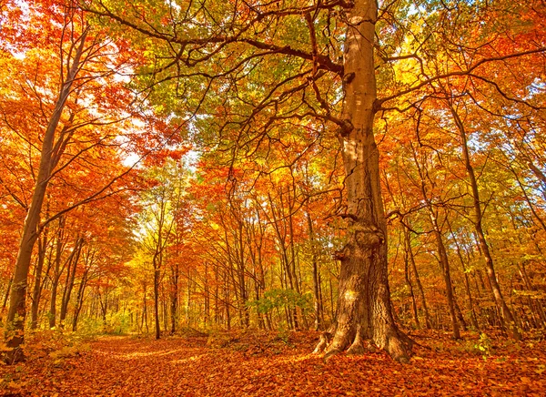 素敵な秋のシーン — ストック写真