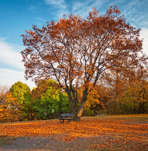 Schöne herbstliche Szene — Stockfoto