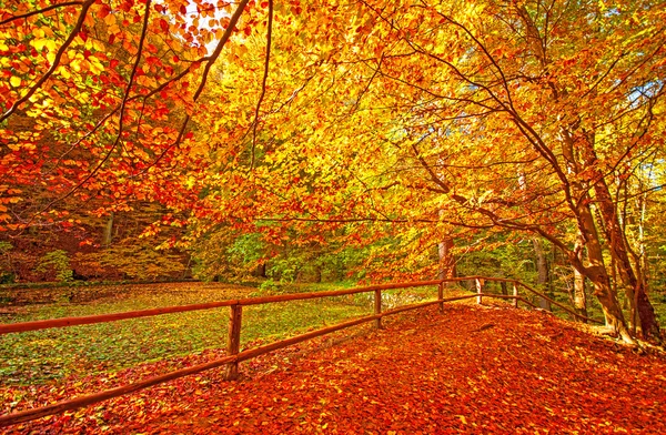 好的秋天场景 — 图库照片