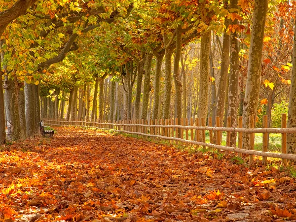 Podzimní scéna v lese — Stock fotografie
