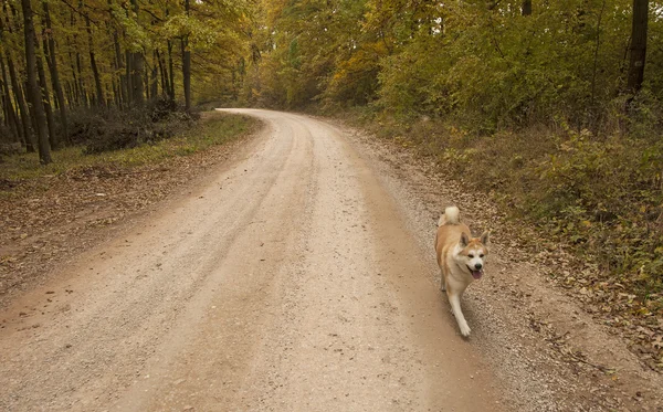 Podzimní scéna v lese — Stock fotografie