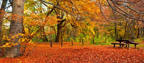 Herfst scène in het bos — Stockfoto