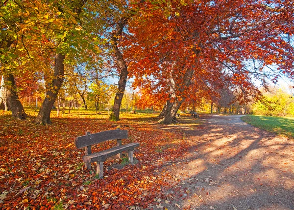 Höstlig scen i skogen — Stockfoto