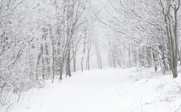 Belle scène d'hiver — Photo