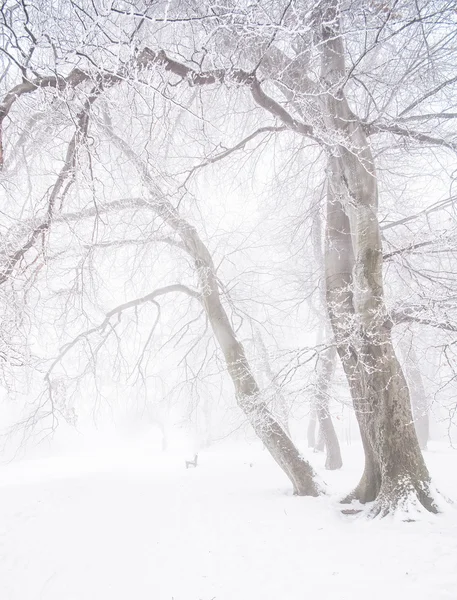 Belle scène d'hiver — Photo