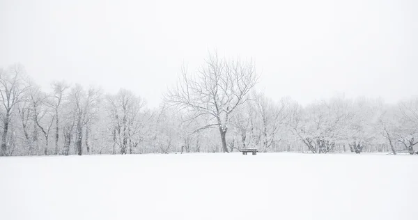 Bonita escena de invierno —  Fotos de Stock
