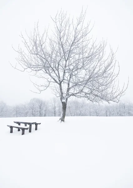 Bonita escena de invierno — Foto de Stock