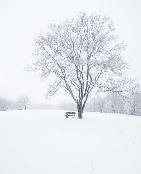 Belle scène d'hiver — Photo