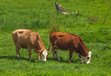 İnekler yazın tarlada