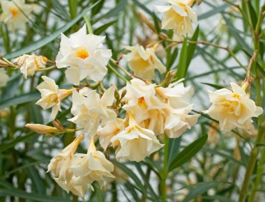Bahçedeki zakkum çiçeği güzelmiş.