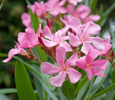 Bahçedeki zakkum çiçeği güzelmiş.