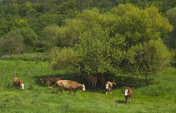 Cows Field Summer — Stock Photo, Image