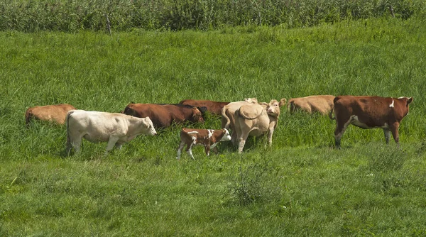 Krowy Polu Lecie — Zdjęcie stockowe