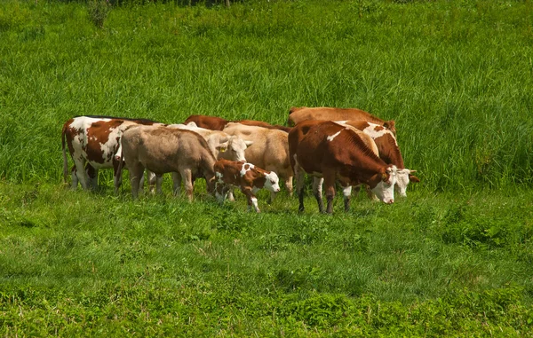 Krowy Polu Lecie — Zdjęcie stockowe