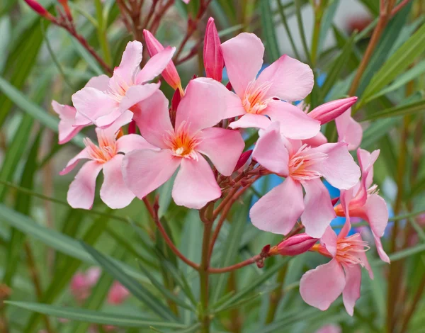 Bahçedeki Zakkum Çiçeği Güzelmiş — Stok fotoğraf