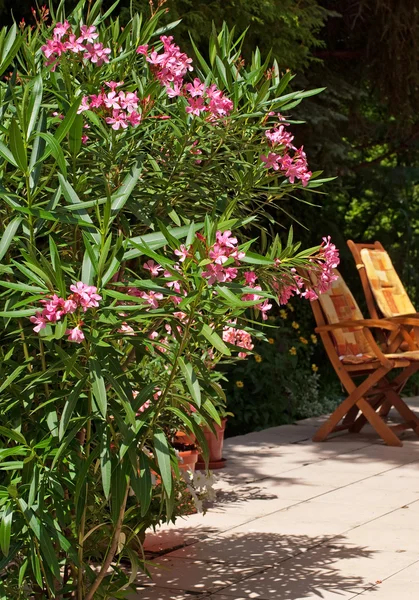 花园里漂亮的油菜花 — 图库照片