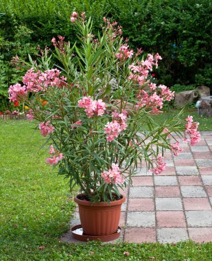 Bahçedeki zakkum çiçeği güzelmiş.