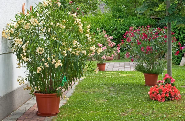 Ładny Kwiat Oleander Ogrodzie — Zdjęcie stockowe