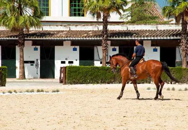 Jerez Frontera Spanyolország 2010 Június Royal Andalusian School Equestrian Art — Stock Fotó