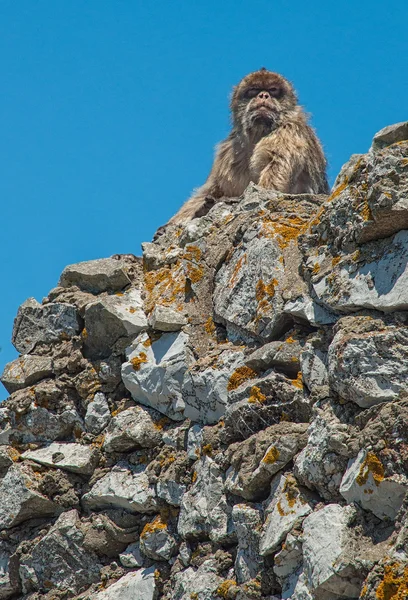 Macaco em gibraltar — Fotografia de Stock