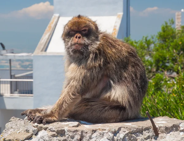 Macaco em gibraltar — Fotografia de Stock