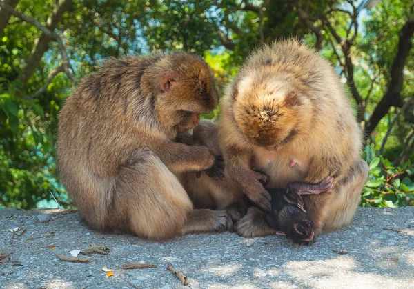 Mono en gibraltar — Foto de Stock