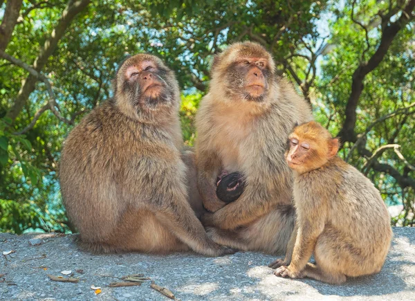 Macaco em gibraltar — Fotografia de Stock