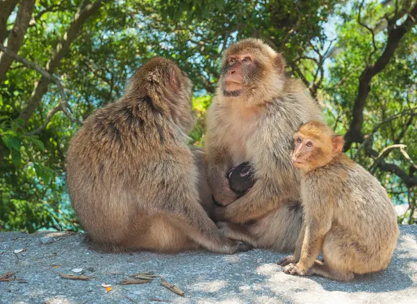 Macaco em gibraltar — Fotografia de Stock
