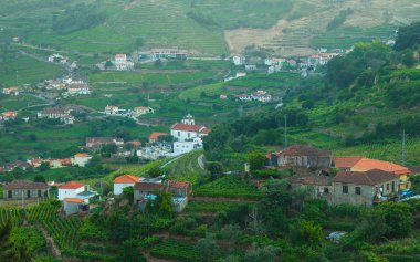 bağ hills nehir Douro Valley, Portekiz