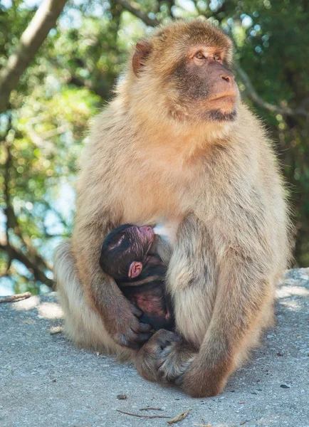 Małpa w Gibraltarze — Zdjęcie stockowe