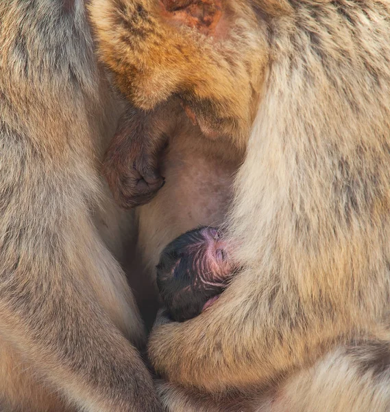 Macaco em gibraltar — Fotografia de Stock