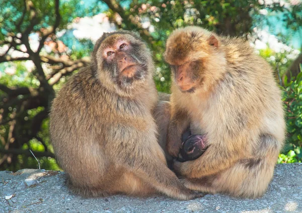 Mono en gibraltar — Foto de Stock