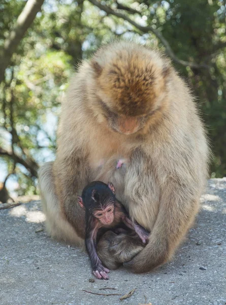 Macaco em gibraltar — Fotografia de Stock