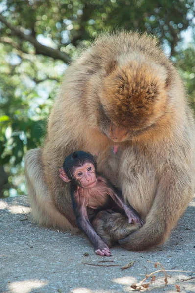 Macaco em gibraltar — Fotografia de Stock