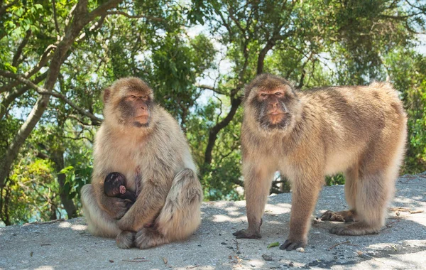 Małpa w Gibraltarze — Zdjęcie stockowe