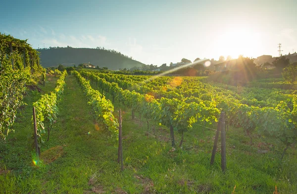 Bağ Hills Nehir Douro Valley Portekiz — Stok fotoğraf