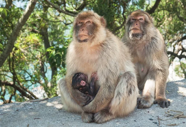 Macaco em gibraltar — Fotografia de Stock