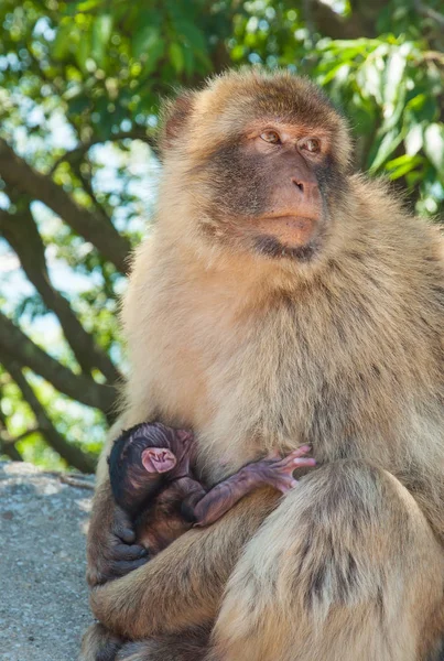 Macaco em gibraltar — Fotografia de Stock