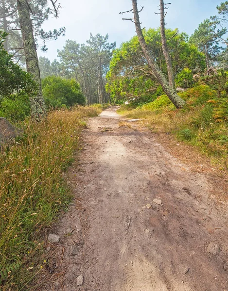 Jalur di hutan. — Stok Foto