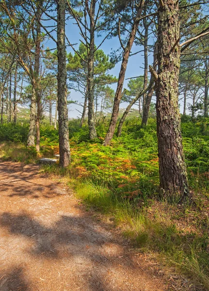 Pfad im Wald — Stockfoto